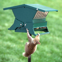Squirrel-Proof Bird Feeders